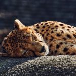 A cheetah lying comfortably asleep.